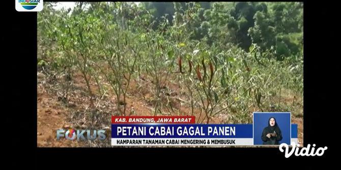 Gagal Panen, Petani Cabai di Bandung Beralih Tanam Palawija