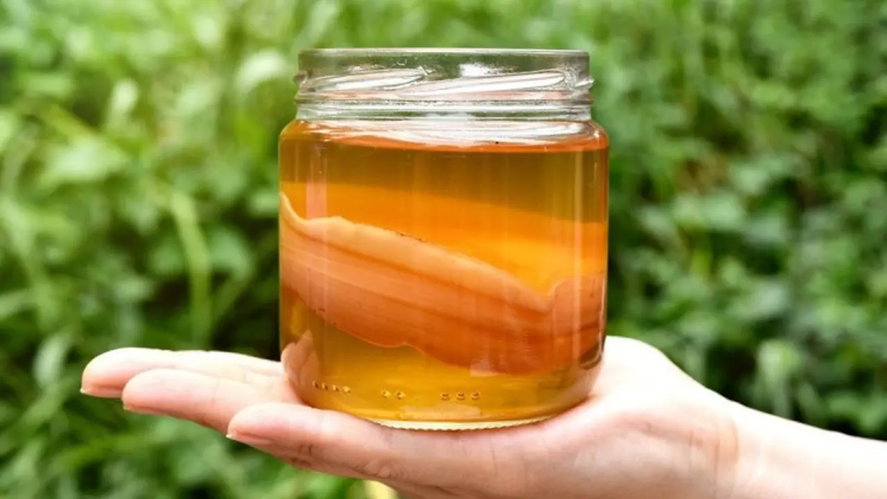resep teh kombucha/cookpad