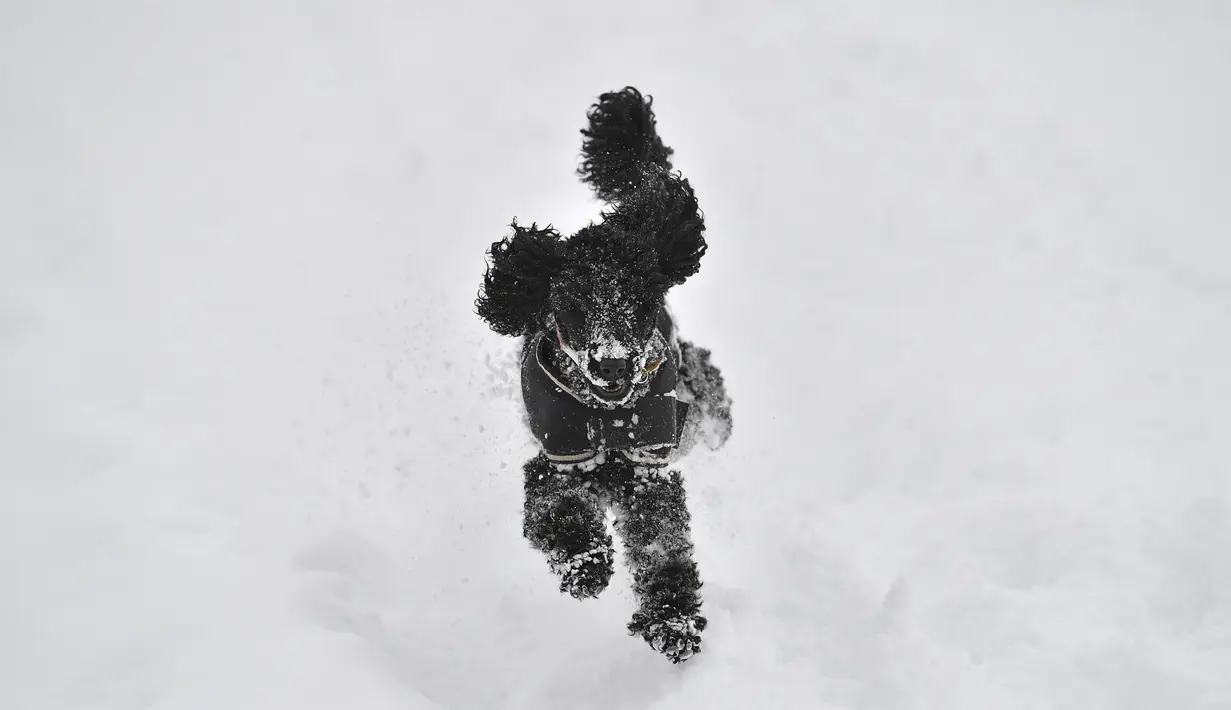 Seekor anjing pudel berlari saat salju tebal turun di Brenchley, Inggris, Selasa (27/2). (Ben STANSALL/AFP)