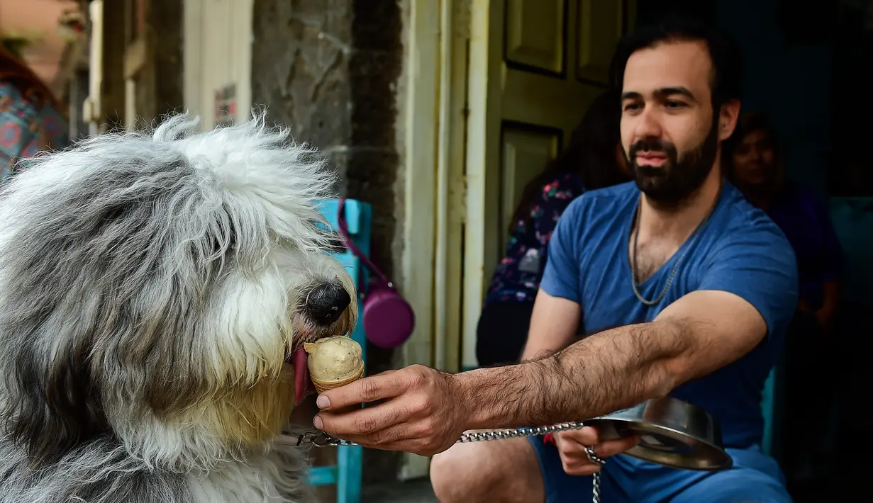 Seekor anjing bernama Tsuki menjilati es krim yang diberikan oleh pemiliknya di sebuah kedai es krim khusus anjing di Mexico City, ibu kota Meksiko, Minggu (9/4). Es krim di toko ini, telah didesain khusus menjadi makanan anjing. (RONALDO SCHEMIDT/AFP)