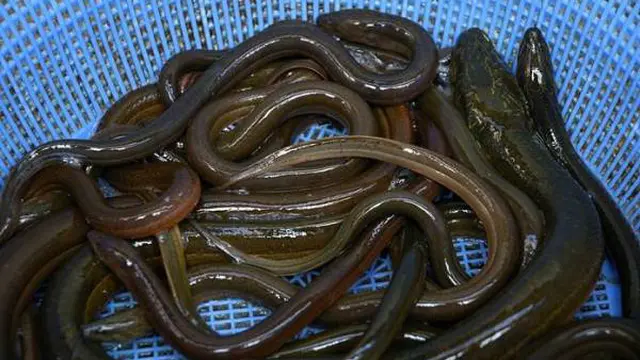 Hasil budidaya belut (dok. Dinas Ketahanan Pangan dan Perikanan)