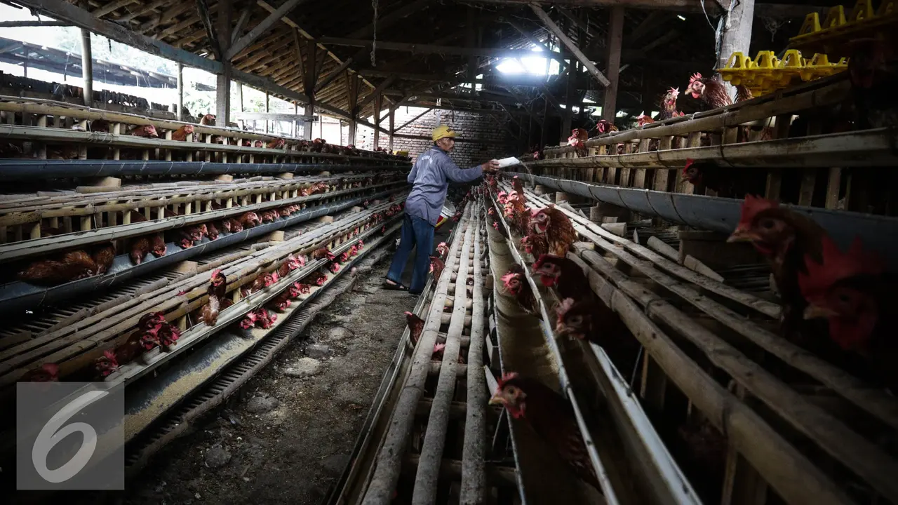 20161130-Produksi-Telur-Ayam-FF1