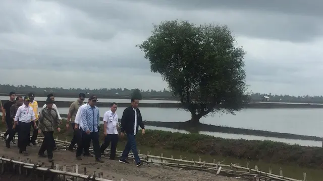 Presiden Joko Widodo atau Jokowi meninjau panen raya udang dari tambak program perhutanan sosial di Muara Gembong Bekasi Jawa Barat.