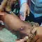 Kronologi Warga Lampung Barat Meninggal Dikepung Gajah