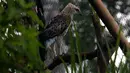 Burung Elang Brontok (Nisaetus Cirrhatus) bertengger dalam sangkar besar yang ada di area pelepasan burung tersebut. (merdeka.com/Imam Buhori)