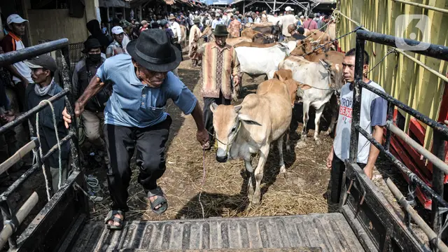 Berburu Hewan Kurban di Pasar Terbesar se-Jabodetabek
