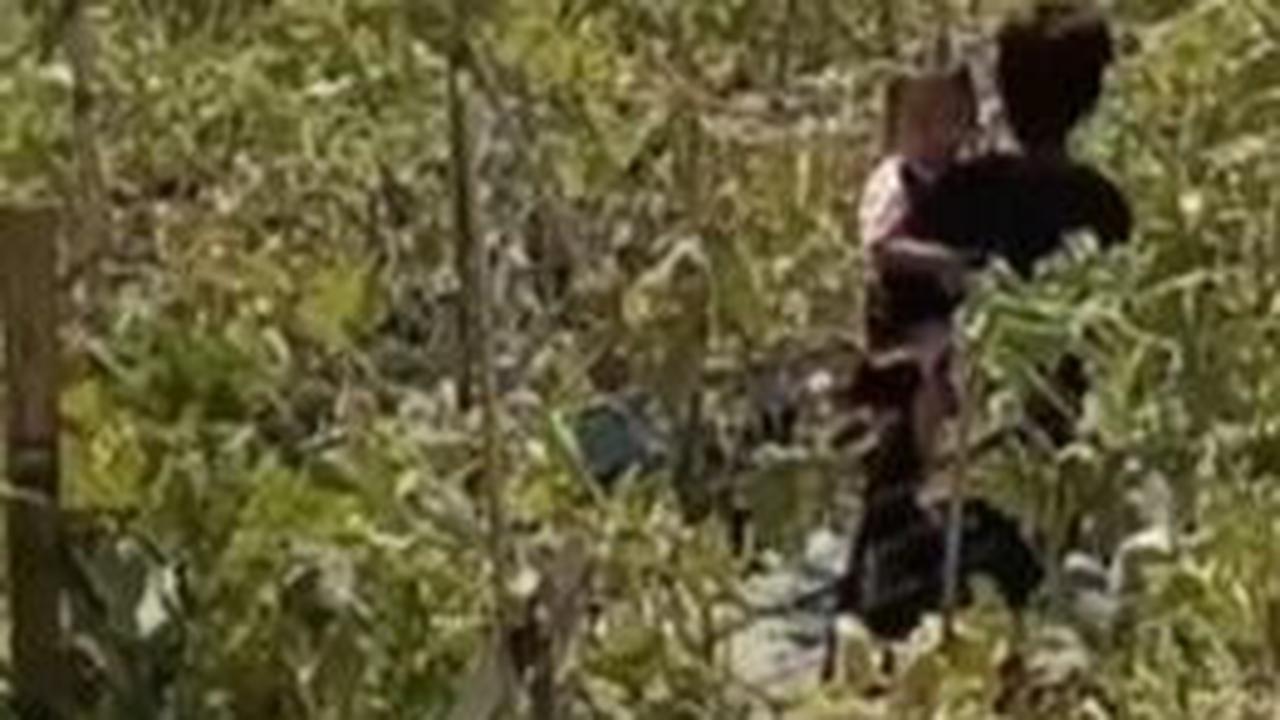 Dengan keberhasilan inovasi wisata petik melon, rencananya pihak pondok pesantren akan menambah area tanam melon yang lebih luas