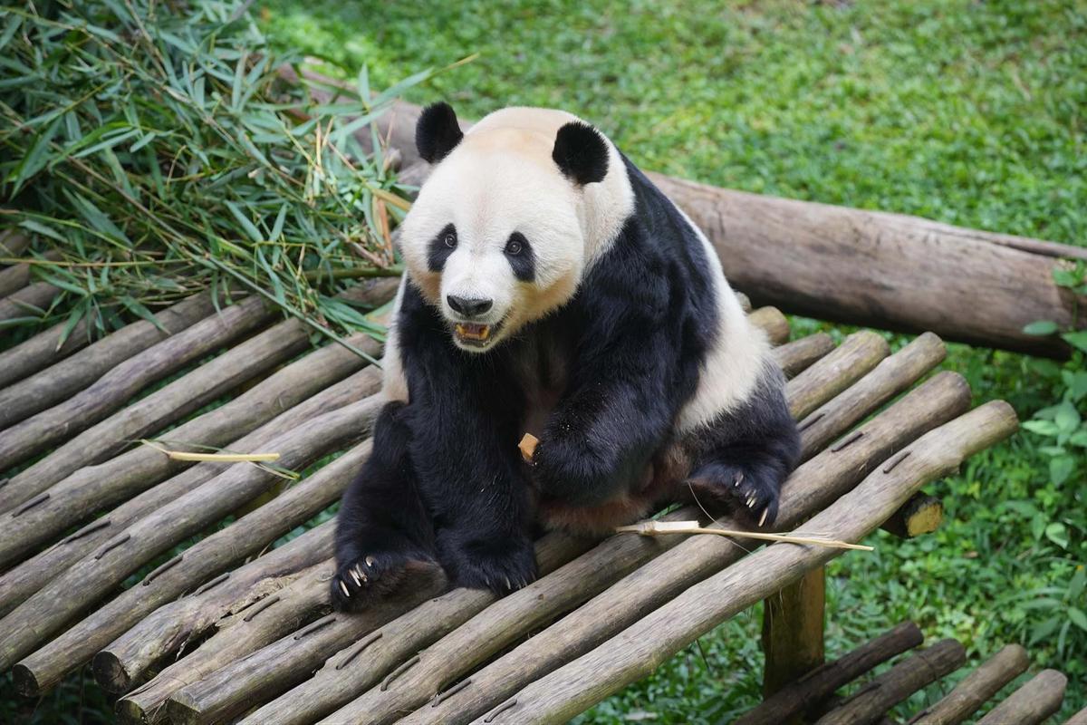 FOTO: Indonesia Catat Sejarah Kelahiran Anak Giant Panda