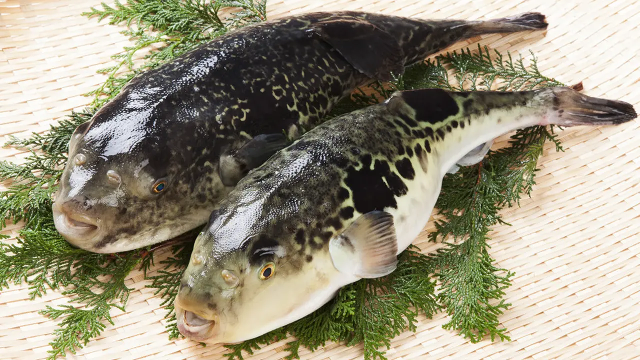 Ikan Buntal