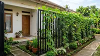 7 Inspirasi Kebun Gambas Rambat untuk Pagar Rumah yang Asri dan Menyehatkan