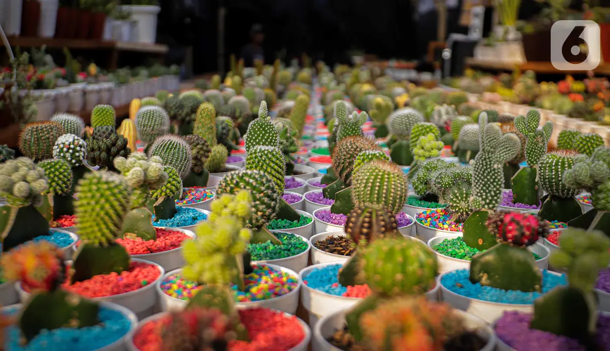 Tidak hanya itu, dengan adanya Pameran Flona 2023, banyak masyarakat ikut melakukan penghijauan dengan membeli bibit pohon. (Liputan6.com/Faizal Fanani)