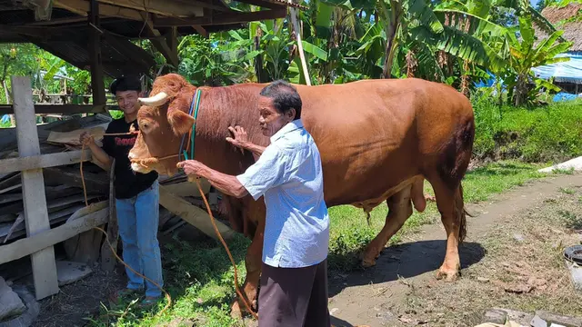 Empat ekor sapi jumbo berbobot rata-rata 1 ton dipilih Presiden Prabowo Subianto untuk disalurkan ke sejumlah daerah di Polewali Mandar, Provinsi Sulawesi Barat (Sulbar).