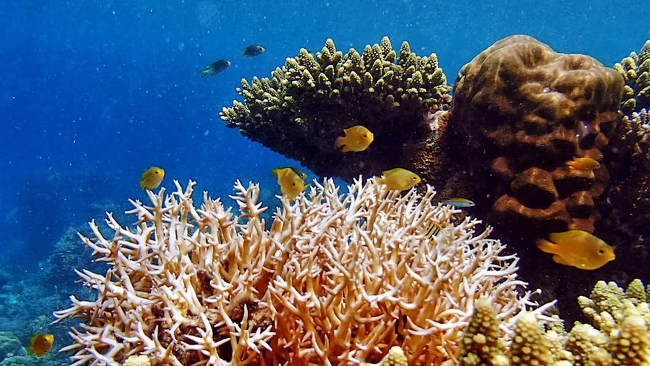 Melarikan Diri ke Surga Koral Pantai Ora