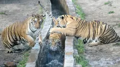 Harimau Siberia terlihat dalam Taman Harimau Siberia Hengdaohezi di Kota Hailin, Provinsi Heilongjiang, China, Senin (27/7/2020). Saat ini, terdapat lebih dari 400 ekor harimau Siberia di taman tersebut. (Xinhua/Wang Jianwei)