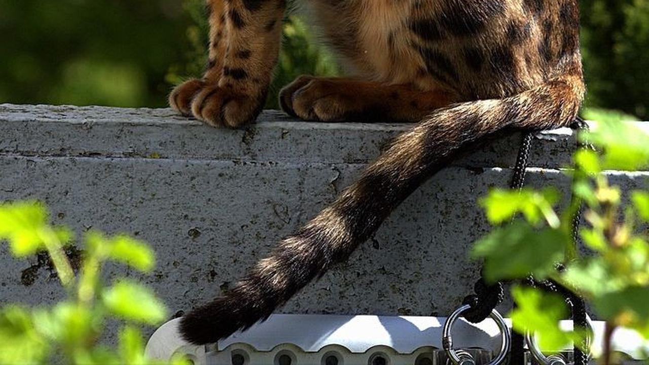 Jenis Kucing Bengal dan Karakteristiknya, Tubuh Panjang hingga Corak Unik