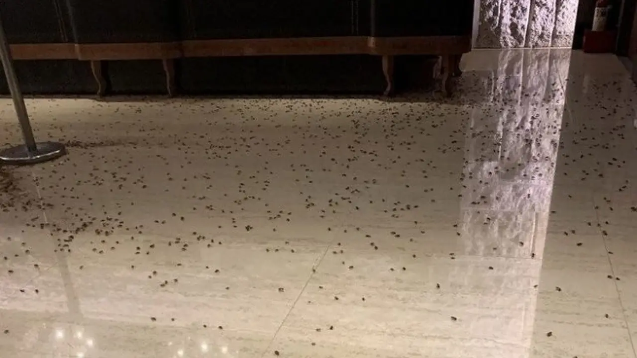Viral Restoran Ini Dilempari Ratusan Kecoa, Alasannya Bikin Ngelus Dada. (Sumber: odditycentral)