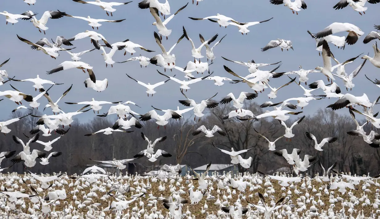 Angsa salju yang sedang bermigrasi terbang di atas sebuah ladang di Centreville, Maryland, pada 30 Januari 2024. (Jim WATSON/AFP)