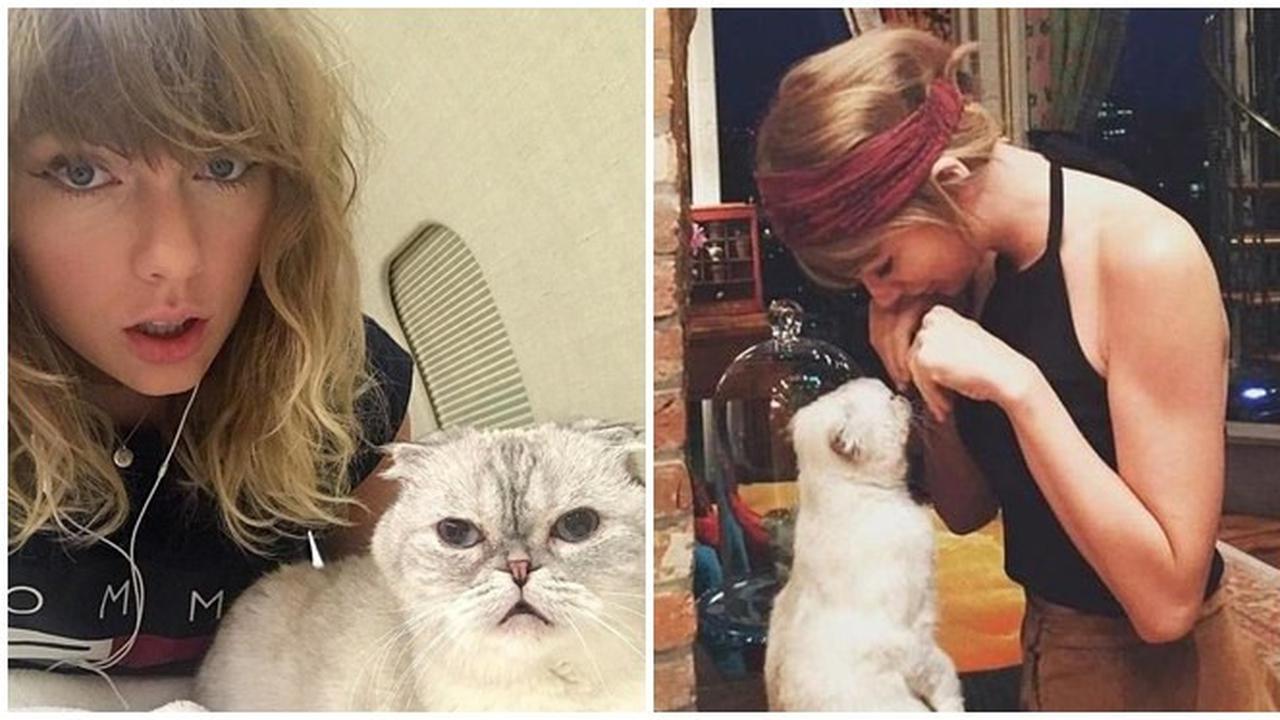 Kucing Taylor Swift Dinobatkan Jadi Hewan Peliharaan Terkaya ke-3 di Dunia Versi Rolling Stone