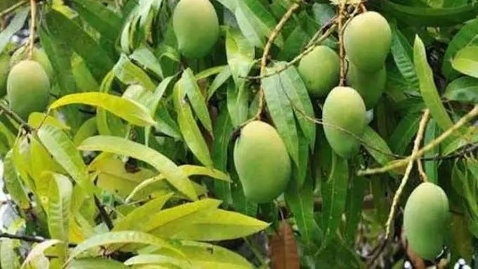 Daun Mangga. (foto: Pinterest/Etsy).