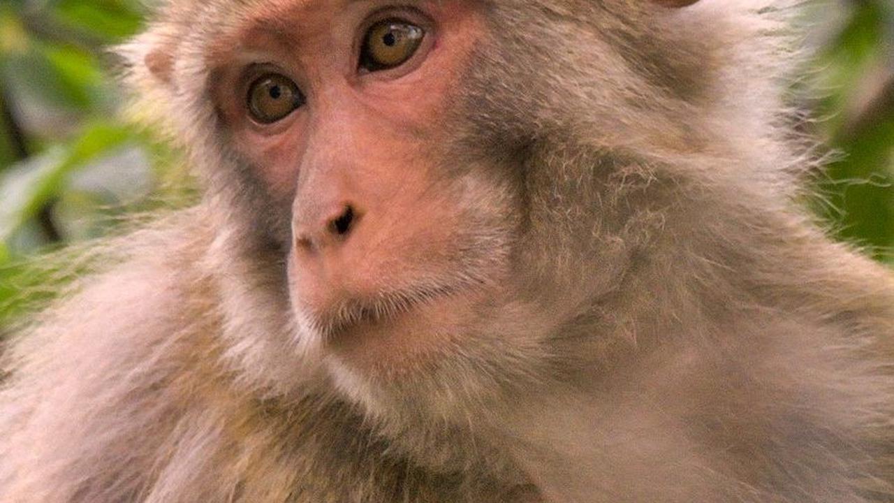 6. Kera Rhesus&nbsp;<br>