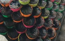 Mengintip Produksi Cincau Hitam di Pacitan, Dimasak secara Tradisional tanpa Pengawet Cocok untuk Buka Puasa
