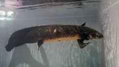 Methuselah, ikan lungfish Australia terlihat di akuarium di San Francisco, Senin (24/1/2022). Methuselah adalah ikan lungfish Australia sepanjang 4 kaki, 40 pon yang dibawa ke California Academy of Sciences pada tahun 1938 dari Australia. (AP Photo/Jeff Chiu)