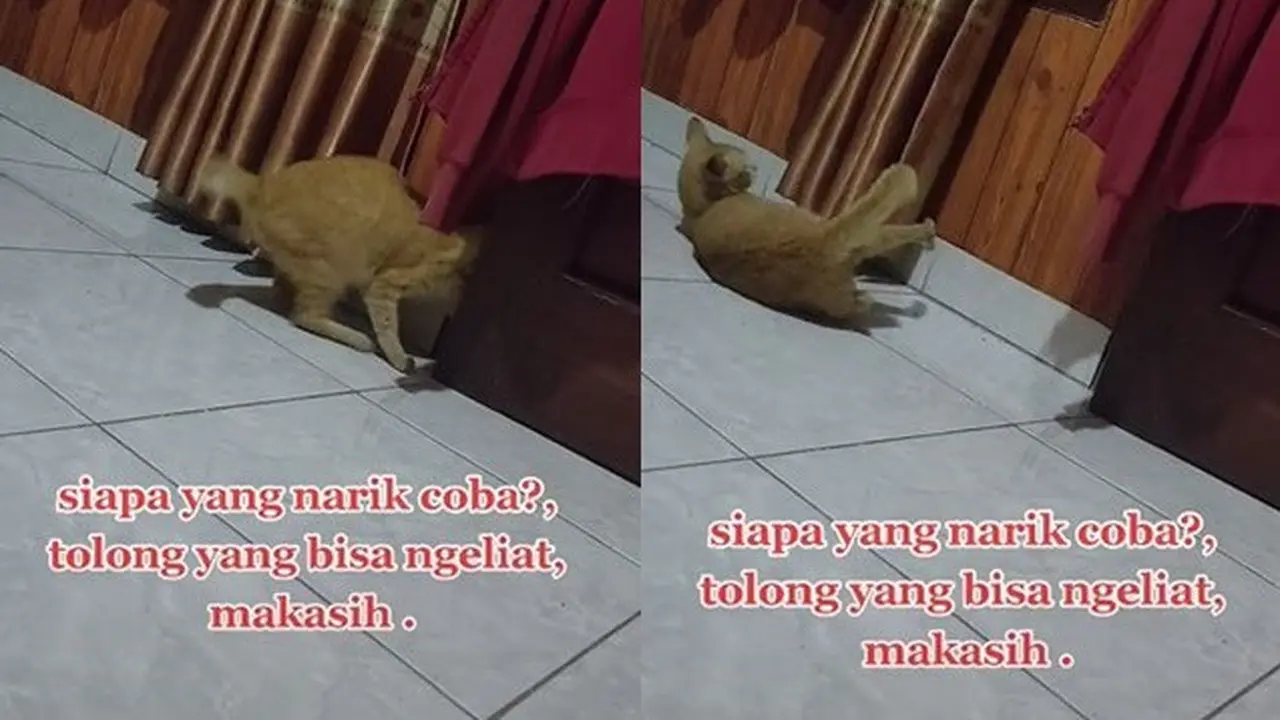 Viral Kaki Kucing Ditarik dan Didorong Makhluk Halus, Bikin Merinding