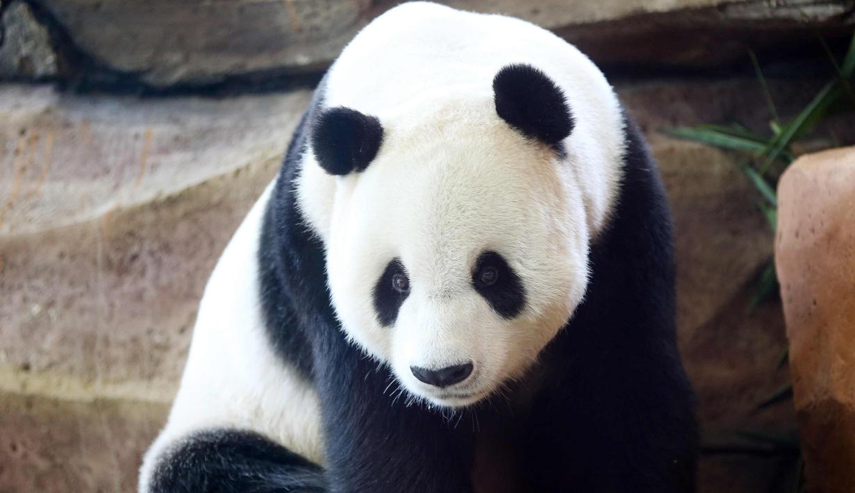 Panda jantan dari China bernama Cai Tao berada di dalam kandang di kebun binatang Taman Safari Indonesia di Bogor, Jawa Barat, (1/11). Dua panda Cai Tao dan Hu Chun pada November 2017 ini siap diperkenalkan ke publik. (AP Photo / Achmad Ibrahim)