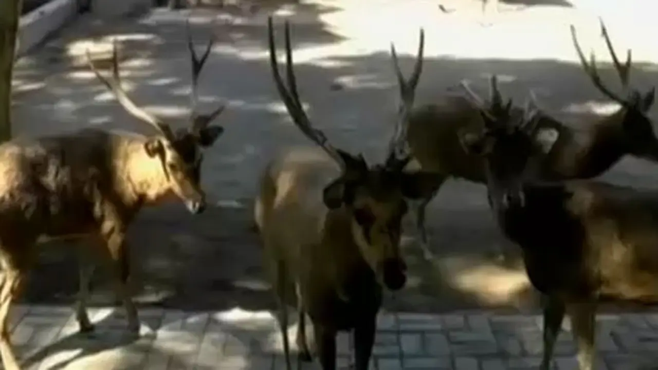 Rusa-KBS-Mati