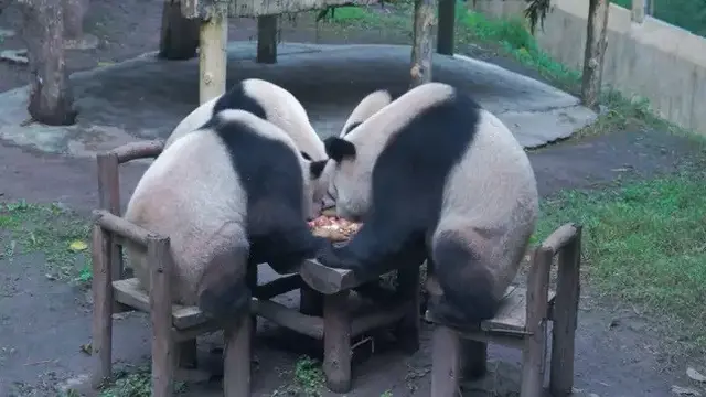 Panda di China Seperti Manusia