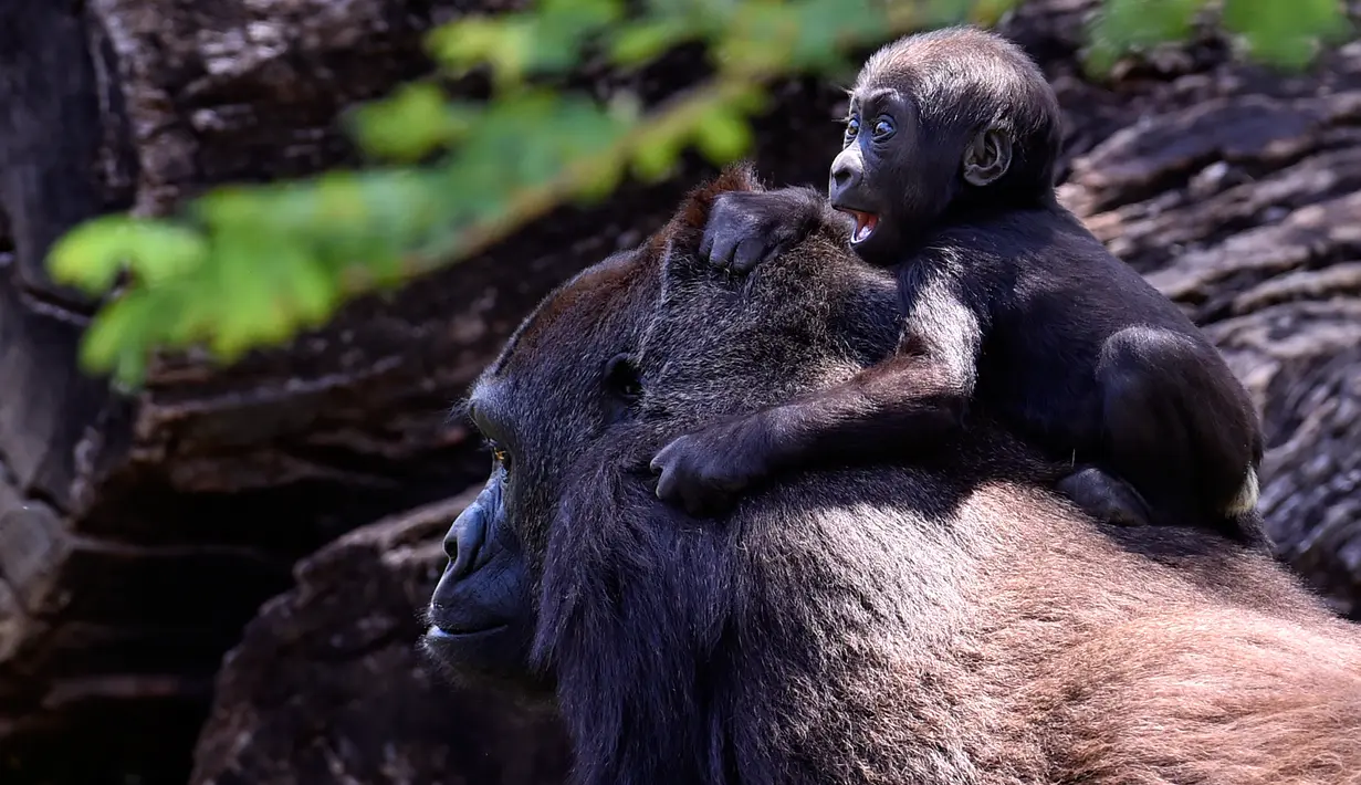 Gorila dataran rendah barat, Lou Lou dan anaknya terlihat di Kebun Binatang Belo Horizonte, Brasil pada 14 Oktober 2019. Bayi gorila langka yang lahir  8 Juli 2019 ini merupakan keturunan keempat spesies dataran rendah barat yang sangat terancam punah. (DOUGLAS MAGNO/AFP)