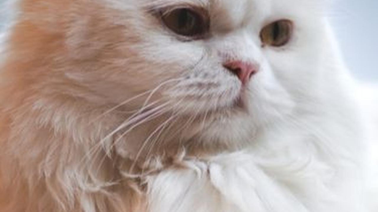 Jenis Kucing Persia jadi Hewan Peliharaan paling Menggemaskan, Kenali Ciri Khas Fisiknya