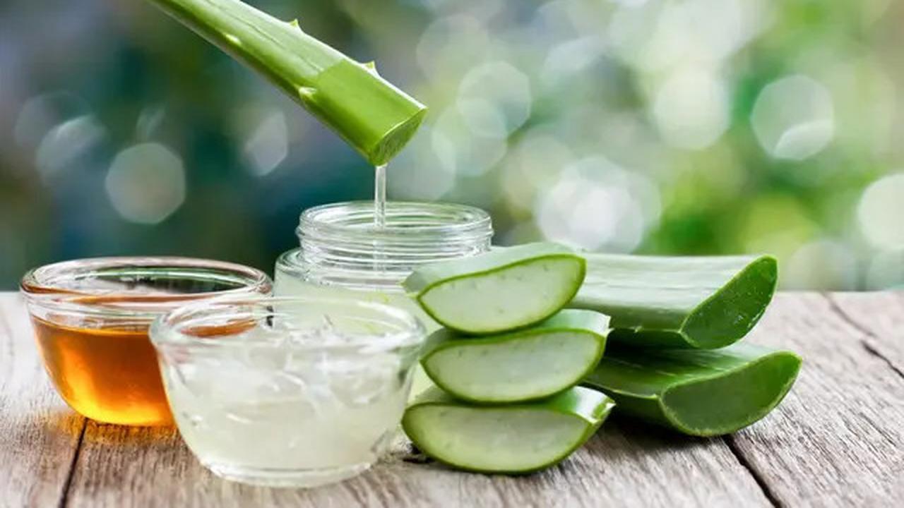Efektivitas Lidah Buaya untuk Mengatasi Asam Urat dan Cara Penggunaannya