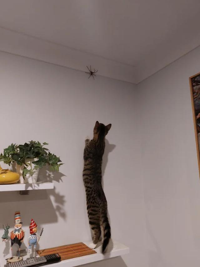 10 Potret Aksi Kucing Memanjat di Dinding Ini Malah Atraksi
