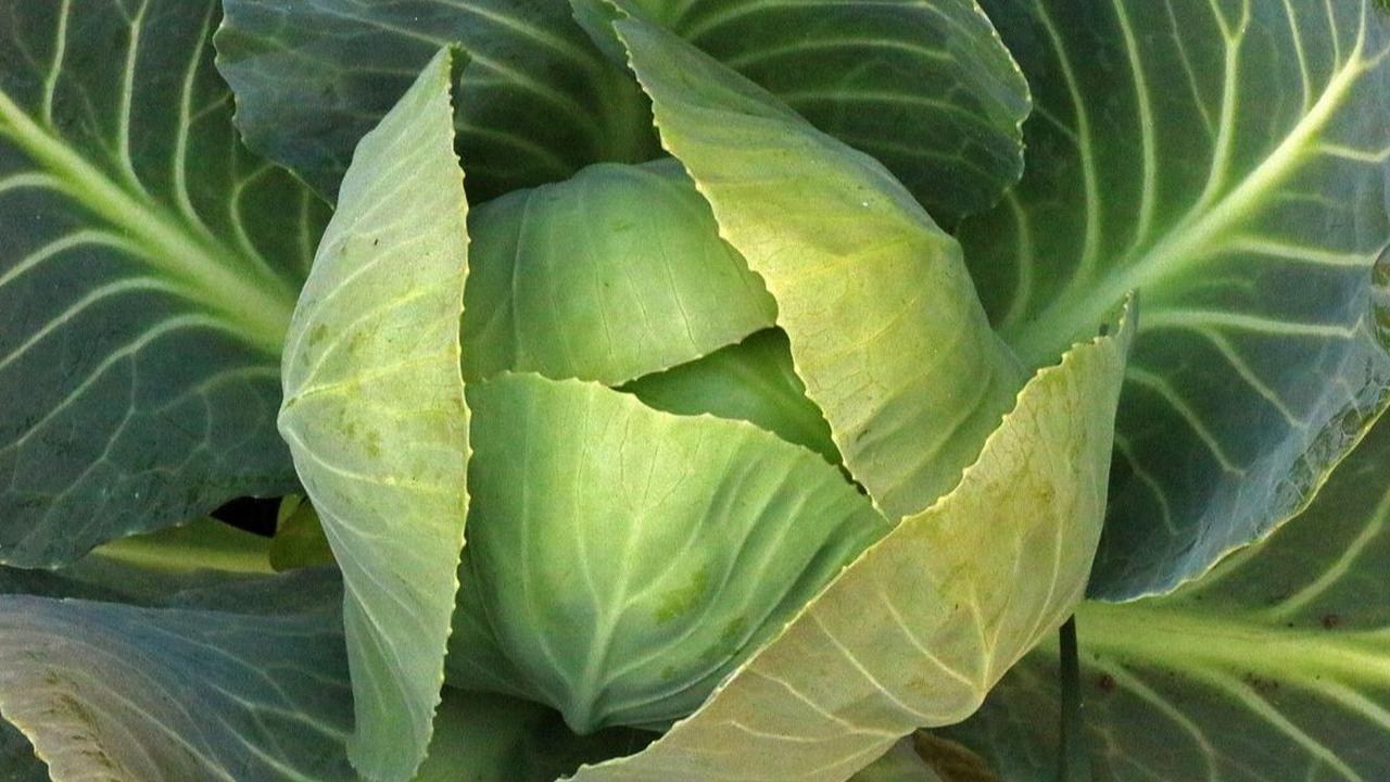 Manfaat Sayur Kol