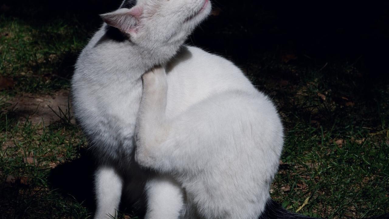 Mengamati perilaku kucing dengan cermat dapat membantu mengidentifikasi alergi lingkungan dan mengambil langkah-langkah untuk mengurangi paparan.