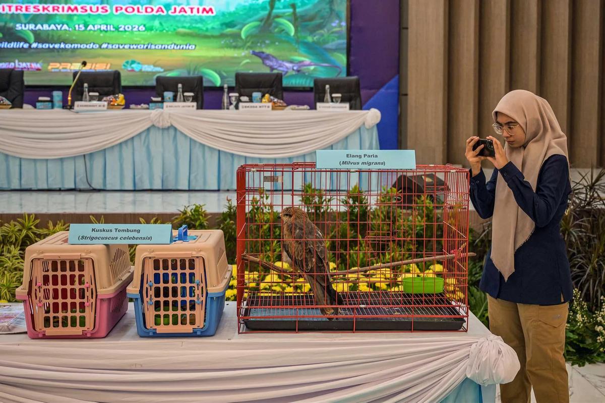 FOTO: Terungkap Harga Anakan Komodo Rp 500 Juta/ Ekor di Perdagangan Ilegal