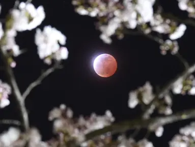 Gerhana bulan terlihat diantara bunga sakura yang tengah mekar di Shiraishi, Prefektur Miyagi, Jepang, Sabtu (4/4/2015). (REUTERS/Kyodo)