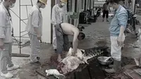 Viral Foto TKA Cina Bantai Buaya Muara di Area Perusahaan Tambang Konawe