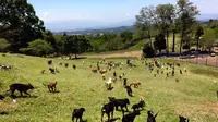 Land of Strays, sebuah bukit di Kosta Rika yang dijadikan sebagai tempat dari 900 anjing yang tak bertuan.