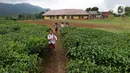 Siswa berjalan menuju truk seusai belajar di SDN Cikoneng, Bogor, Selasa (30/3/2021). Untuk menuju sekolahnya di SDN Cikoneng, sebagian siswa harus menumpang truk, jalan kaki dan membawa kendaraan pribadi karena akses jalan yang sulit di daerah perbukitan kebun teh. (Liputan6.com/Herman Zakharia)