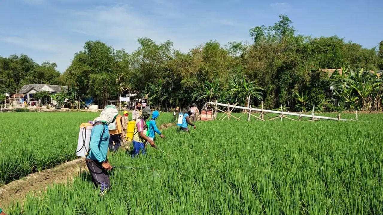 Gunakan Agens Hayati, petani Bojonegoro mampu atasi serangan WBC.