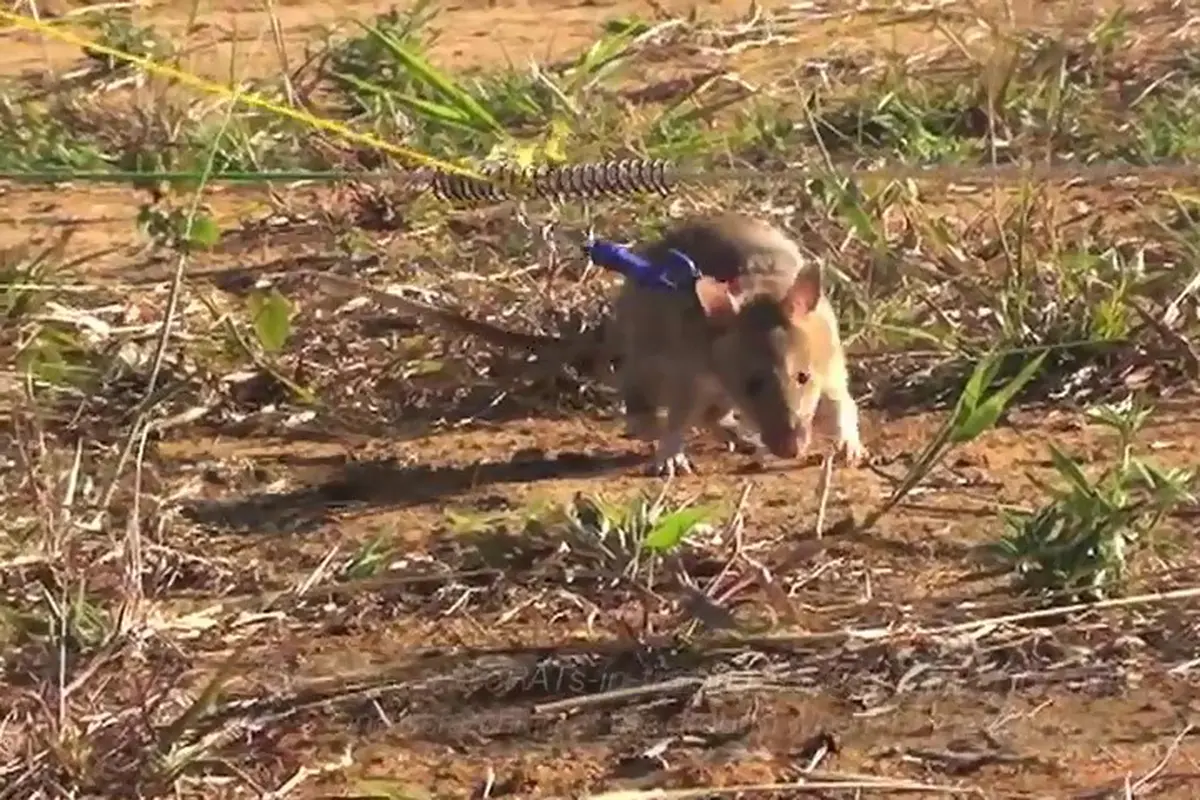 Wow, Tikus Rabun Ini Jagoan Mencari Ranjau 