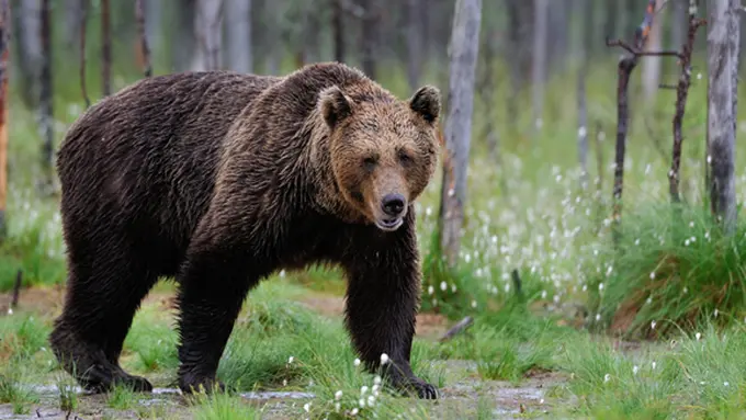 courtesy shutterstock