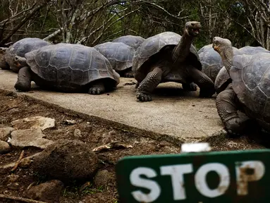 Sekelompok kura-kura raksasa yang masih hidup di pulau Floreana, Taman Nasional Galapagos di Ekuador, 8 Oktober 2016. Pulau di Ekuador ini dihuni hewan unik dan langka, salah satunya kura-kura raksasa. (Reuters/Nacho Doce)