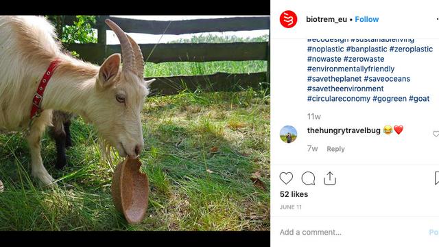 Kambing menyantap piring biotrem