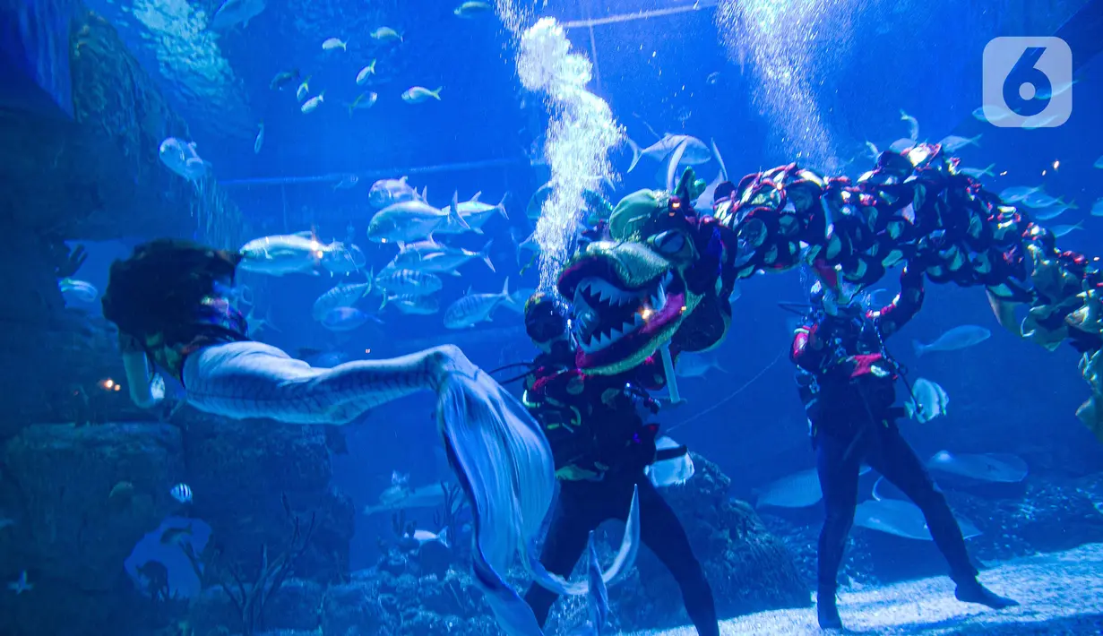 Liong dan putri duyung menghibur pengunjung di Jakarta Aquarium & Safari (JAQS), Jakarta Barat, Jumat (12/2/2021). Pertunjukan Liong Show bawah air yang diikuti oleh para putri duyung tersebut untuk memeriahkan Hari Raya Imlek 2572 atau Tahun Baru China. (Liputan6.com/Faizal Fanani)