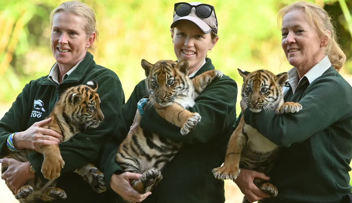 Tiga petugas Kebun Binatang menggendong anak harimau Sumatera di dalam kandangnya di Kebun Binatang ,Sydney, Australia, Jumat (29/3/2019). Ketiga anak Harimau Sumatera yang berjenis kelamin dua betina dan satu pejantan itu lahir pada 17 Januari 2019. (PETER PARKS / AFP)