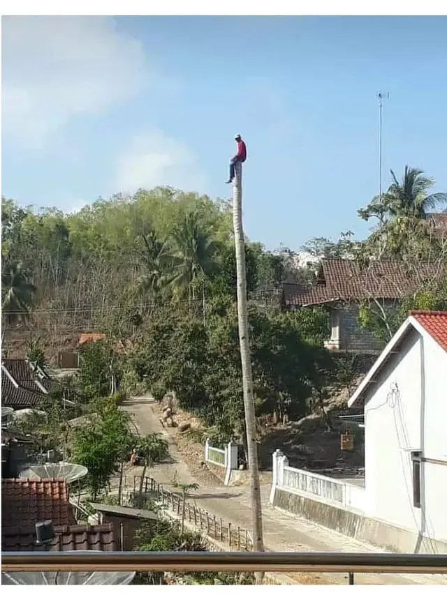 6 Aksi Nyeleneh Orang di Atas Pohon Ini Bikin Heran, Jadi Tempat Bersantai