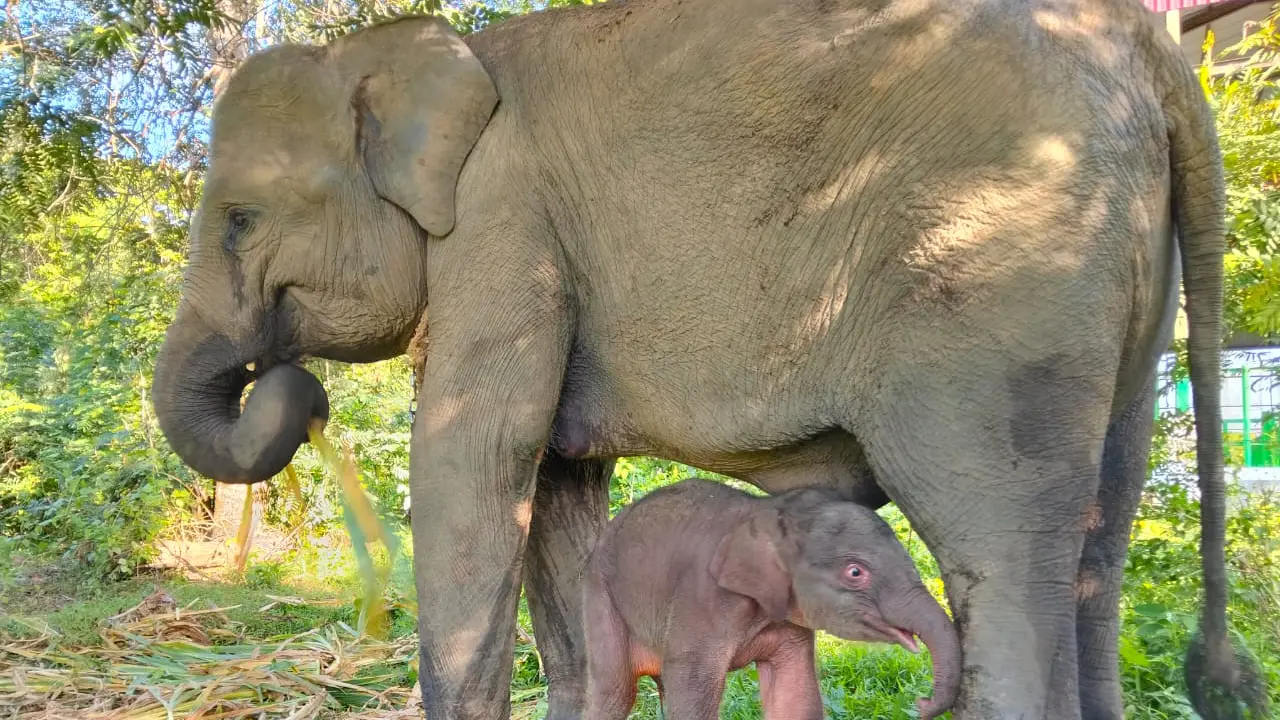 Deretan Potret Bayi Gajah Sumatera Betina yang Baru Lahir di Way Kambas, Beratnya 64 Kilogram